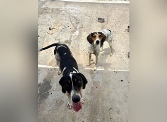 Wunderhübscher und super fröhlicher Junghund BENJI sucht eine Familie
