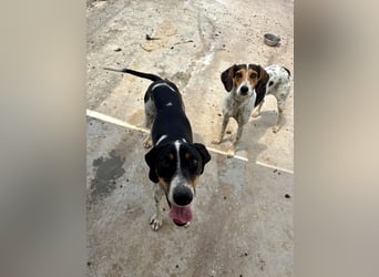 Wunderhübscher und super fröhlicher Junghund BENJI sucht eine Familie