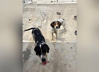 Wunderhübscher und super fröhlicher Junghund BENJI sucht eine Familie