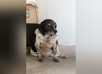 Sensible und schüchterne Maus BESSIE sucht eine eigene Familie!