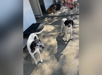 Hundeomi ALICE möchte endlich ein eigenes Zuhause finden!