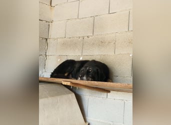 Grinsebacke MALOUK sucht eine eigene Familie