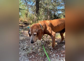Wundervolle alte Hundedame MAGGIE sucht eine Familie oder Endpflegestelle