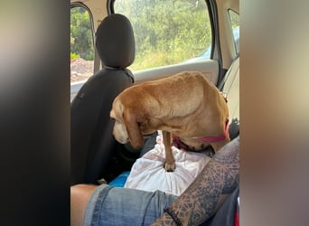 Wundervolle alte Hundedame MAGGIE sucht eine Familie oder Endpflegestelle