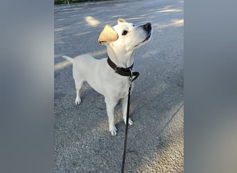 Lebensfroher und freundlicher Mischlingsrüde SUNNY sucht eine neue Familie!