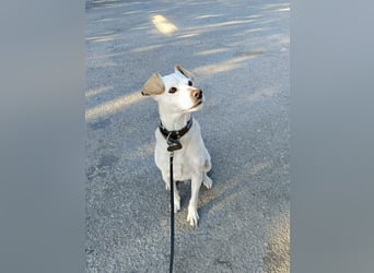 Lebensfroher und freundlicher Mischlingsrüde SUNNY sucht eine neue Familie!