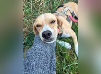Sensibler, fröhlicher und feinfühliger Junghund FIDO sucht eine Familie!