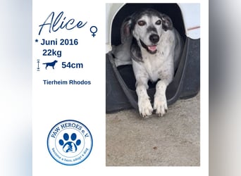 Hundeomi ALICE möchte endlich ein eigenes Zuhause finden!