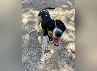 Wunderhübscher und super fröhlicher Junghund BENJI sucht eine Familie