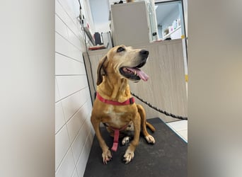 Wundervolle alte Hundedame MAGGIE sucht eine Familie oder Endpflegestelle