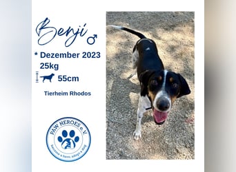 Wunderhübscher und super fröhlicher Junghund BENJI sucht eine Familie