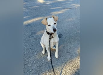 Lebensfroher und freundlicher Mischlingsrüde SUNNY sucht eine neue Familie!