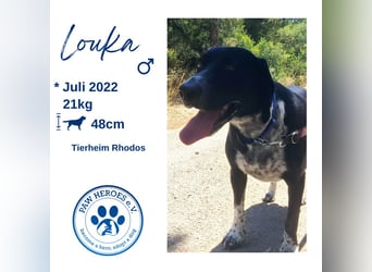 Wundervoller Junghund LOUKA sucht eine eigene Familie!