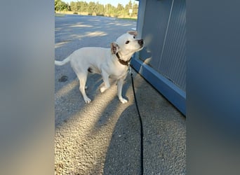 Lebensfroher und freundlicher Mischlingsrüde SUNNY sucht eine neue Familie!