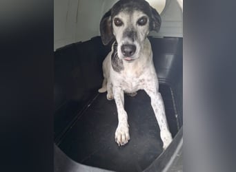 Hundeomi ALICE möchte endlich ein eigenes Zuhause finden!