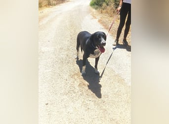 Wundervoller Junghund LOUKA sucht eine eigene Familie!