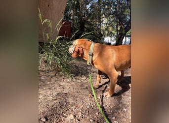 Wundervolle alte Hundedame MAGGIE sucht eine Familie oder Endpflegestelle