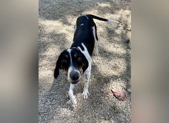 Wunderhübscher und super fröhlicher Junghund BENJI sucht eine Familie