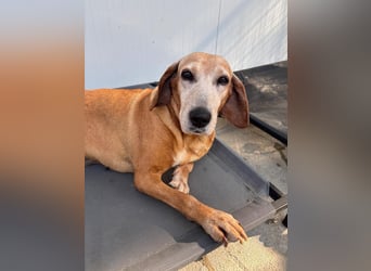 Wundervolle alte Hundedame MAGGIE sucht eine Familie oder Endpflegestelle