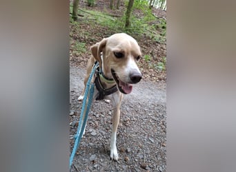 Sensibler, fröhlicher und feinfühliger Junghund FIDO sucht eine Familie!