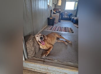 Wundervolle alte Hundedame MAGGIE sucht eine Familie oder Endpflegestelle