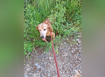 Wundervolle alte Hundedame MAGGIE sucht eine Familie oder Endpflegestelle