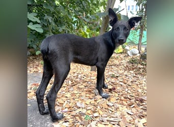 Melchior