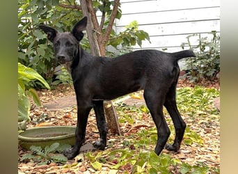 Melchior