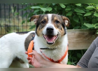 Bobby, Hütehund-Mix, geb. 2015, sensibler Rüde su. einfühlsame, ruhige Menschen