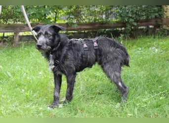 Winnie, Jagdhund-Schnauzer-Mix, geb. 2024, su. hundeerfahrene Menschen, die wissen wie man mit ängli