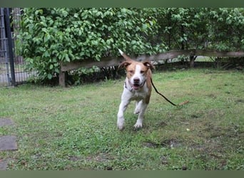 Maxi, Mischling, geb. 2024 , toller Familienhund