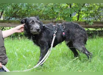 Winnie, Jagdhund-Schnauzer-Mix, geb. 2024, su. hundeerfahrene Menschen, die wissen wie man mit ängli