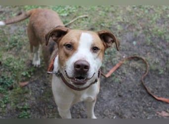 Maxi, Mischling, geb. 2024 , toller Familienhund