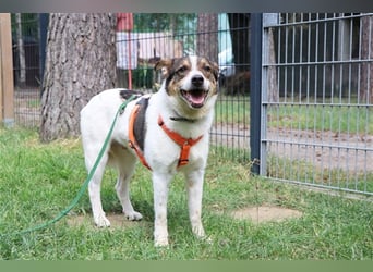 Bobby, Hütehund-Mix, geb. 2015, sensibler Rüde su. einfühlsame, ruhige Menschen