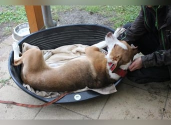 Maxi, Mischling, geb. 2024 , toller Familienhund