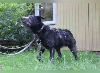 Winnie, Jagdhund-Schnauzer-Mix, geb. 2024, su. hundeerfahrene Menschen, die wissen wie man mit ängli