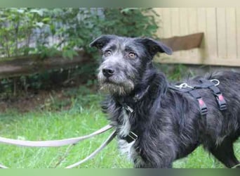Winnie, Jagdhund-Schnauzer-Mix, geb. 2024, su. hundeerfahrene Menschen, die wissen wie man mit ängli