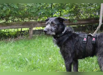 Winnie, Jagdhund-Schnauzer-Mix, geb. 2024, su. hundeerfahrene Menschen, die wissen wie man mit ängli