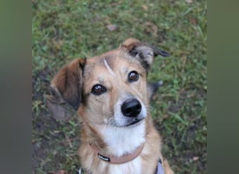 Igor, Mischling, geb. 2018, ruhig, klug und bereit für sein Zuhause