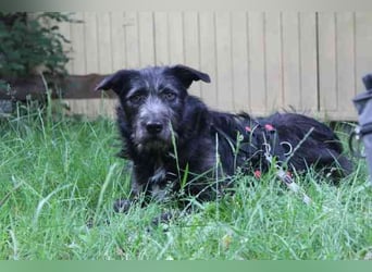 Winnie, Jagdhund-Schnauzer-Mix, geb. 2024, su. hundeerfahrene Menschen, die wissen wie man mit ängli