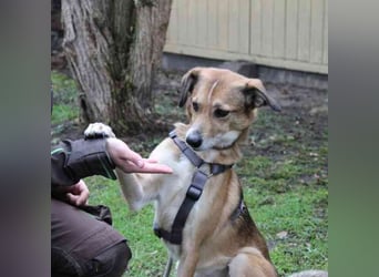 Igor, Mischling, geb. 2018, ruhig, klug und bereit für sein Zuhause