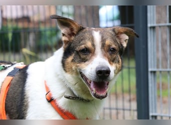 Bobby, Hütehund-Mix, geb. 2015, sensibler Rüde su. einfühlsame, ruhige Menschen