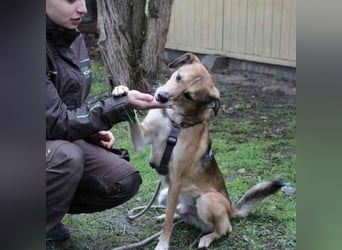 Igor, Mischling, geb. 2018, ruhig, klug und bereit für sein Zuhause