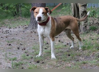 Maxi, Mischling, geb. 2024 , toller Familienhund