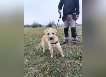 Ziggy wartet genau auf DIch