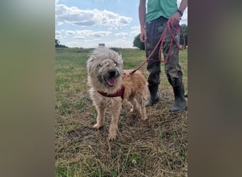 Ziggy wartet genau auf DIch