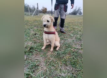 Ziggy wartet genau auf DIch