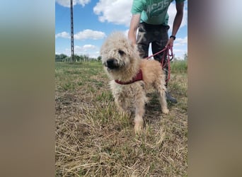 Ziggy wartet genau auf DIch