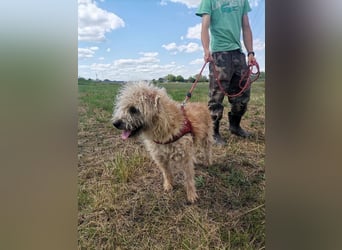 Ziggy wartet genau auf DIch