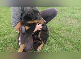 MAILA, sucht Menschen mit Herz (mit Videos!)